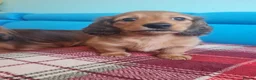 Miniature Dachshund dogs for sale: Gorgeous Miniature Dachshund Puppies in York - Advert 3