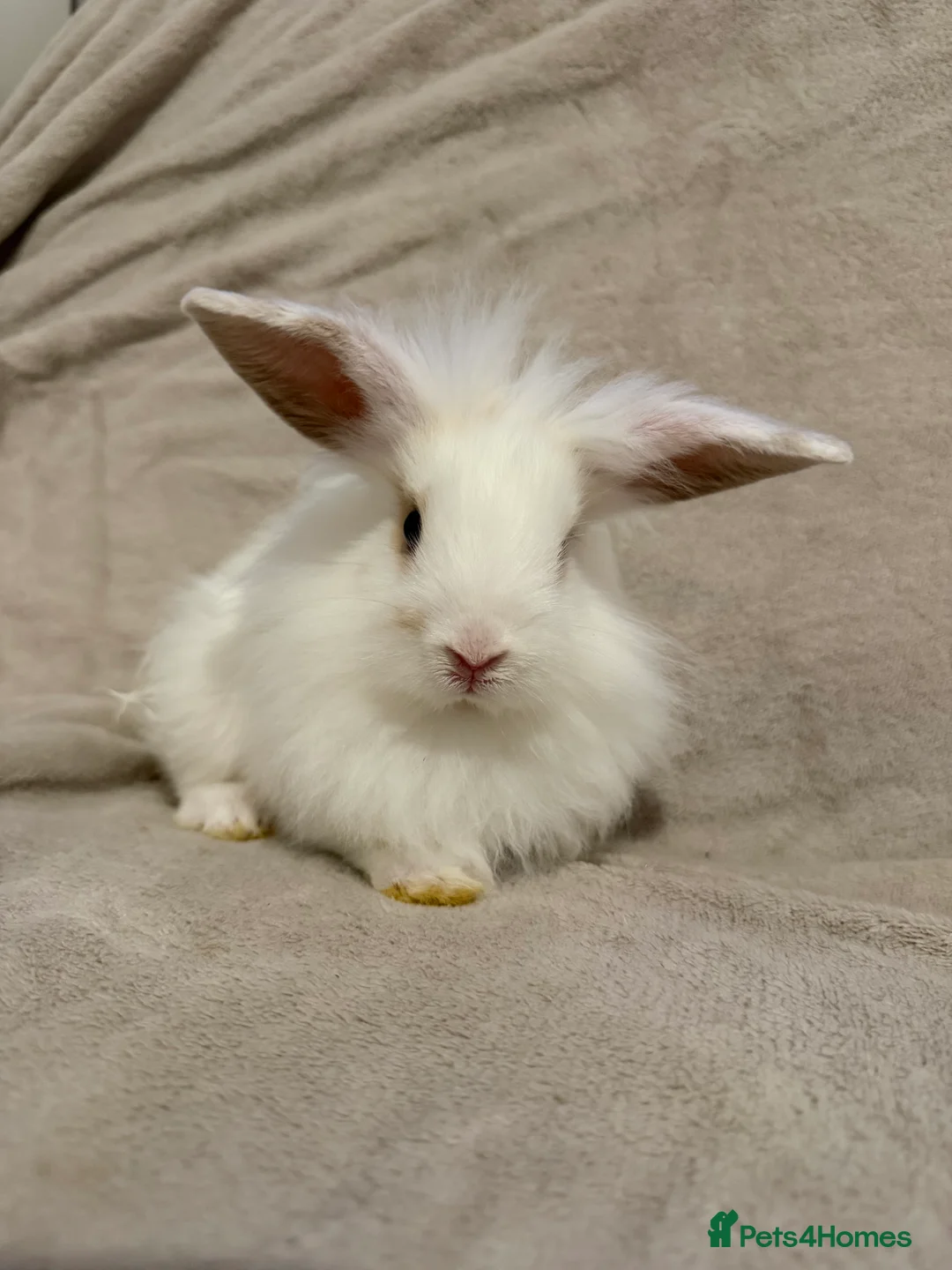 Lionhead rabbits for sale: Lionhead babies for sale  - Advert 1