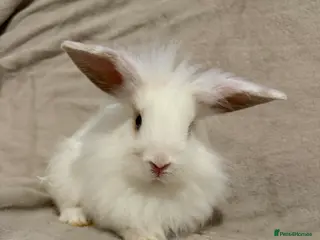 Lionhead rabbits Lionhead babies for sale - Advert 13