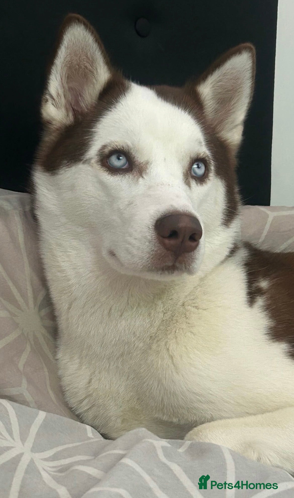 Siberian Husky dogs Luna 1 years old Siberian Husky  - Advert 2