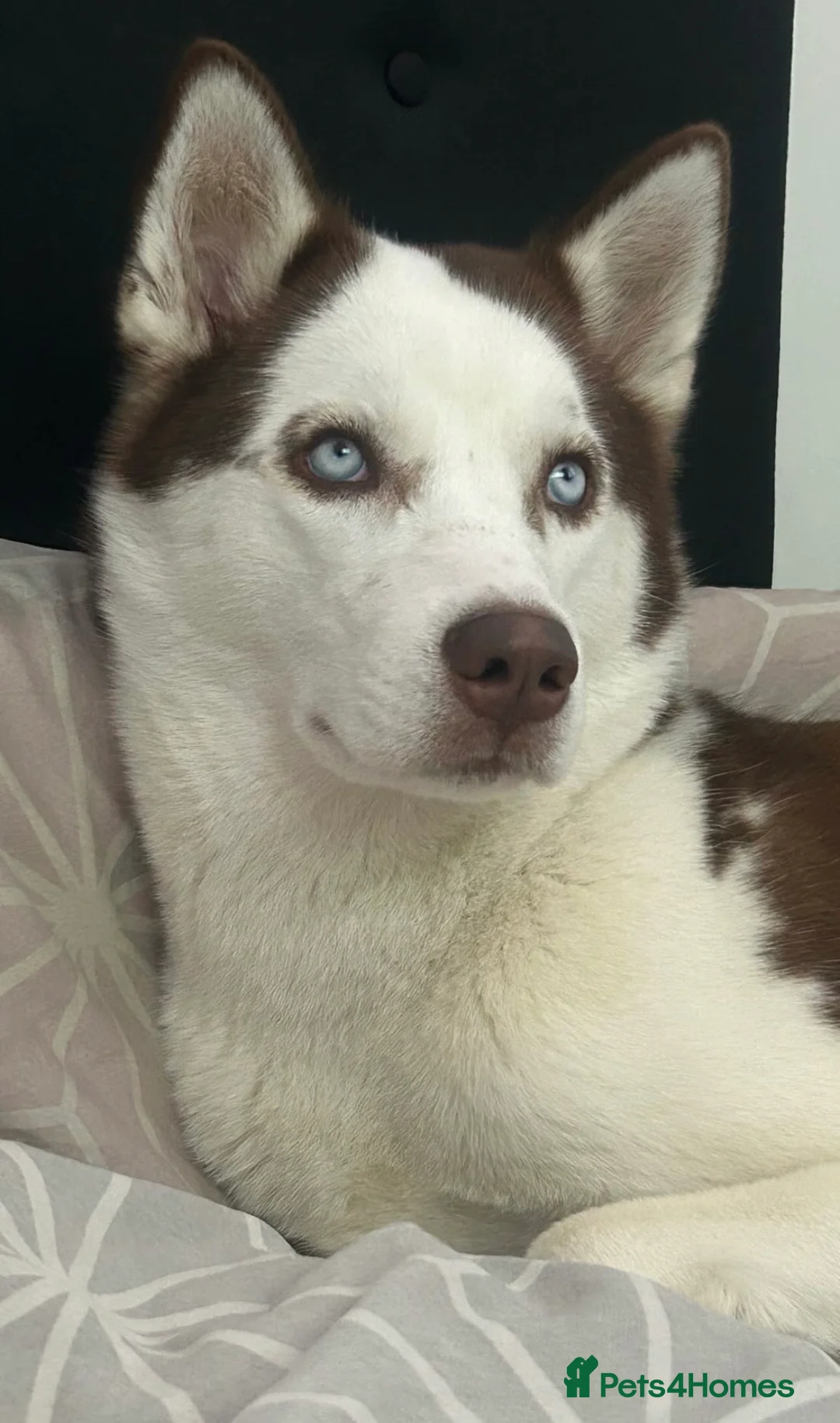 Siberian Husky dogs for sale: Luna 1 years old Siberian Husky  - Advert 1