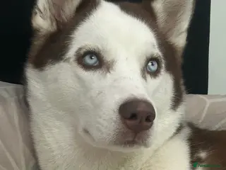 Siberian Husky dogs Luna 1 years old Siberian Husky - Advert 2