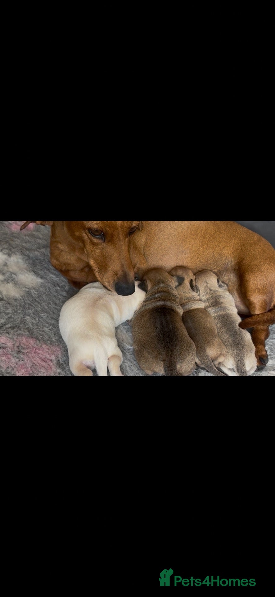 Chiweenie dogs Gorgeous Chiweenie’s Looking for Loving Homes!  - Advert 1