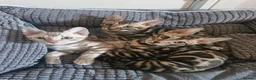Bengal cats for sale: TICA Genetic Health Tested Kittens - Advert 20