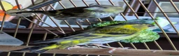 Finches birds for sale: Siskins ( pair) in Cowbridge - Advert 7