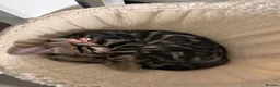 Bengal cats for sale: Beautiful Bengal Kittens, Ready now  - Advert 9