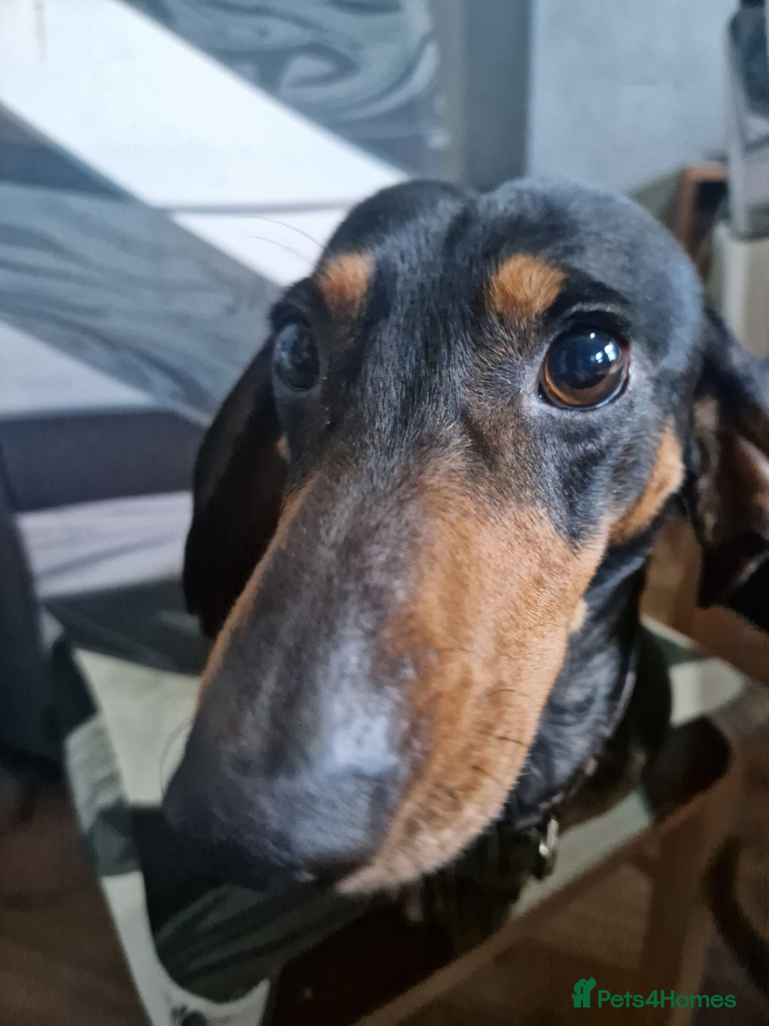 Miniature Dachshund dogs for sale: Beautiful Miniature dachshund  - Advert 12