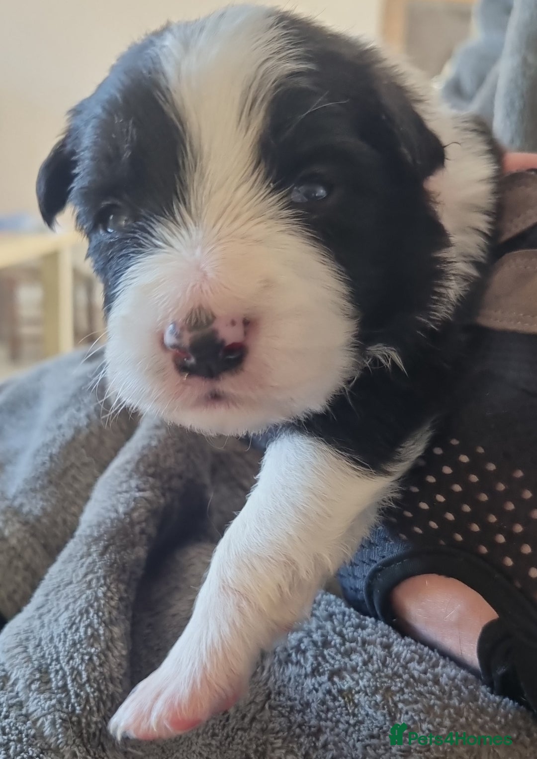Border Collie dogs for sale: Border collie puppies with KC registered parents - Image 10