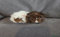 Guinea Pig rodents for sale: Baby guinea pigs - Image 6