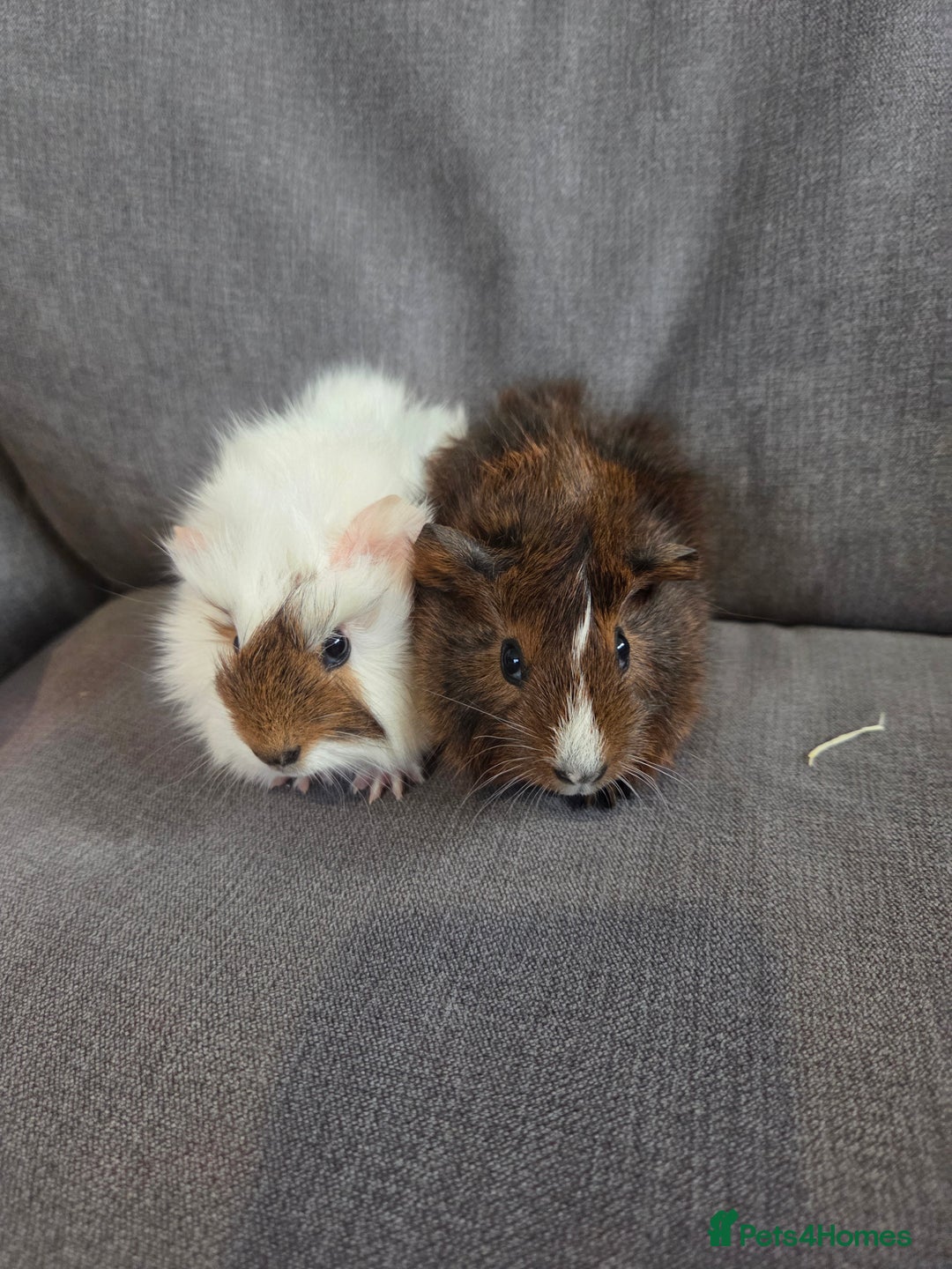Guinea Pig rodents for sale: Baby guinea pigs - Image 6