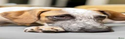 Mixed Breed dogs for adoption: Marvlous Meatball - Advert 10