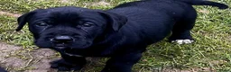 Cockerdor dogs for sale: Cockerdor Puppies - Family raised - Advert 12