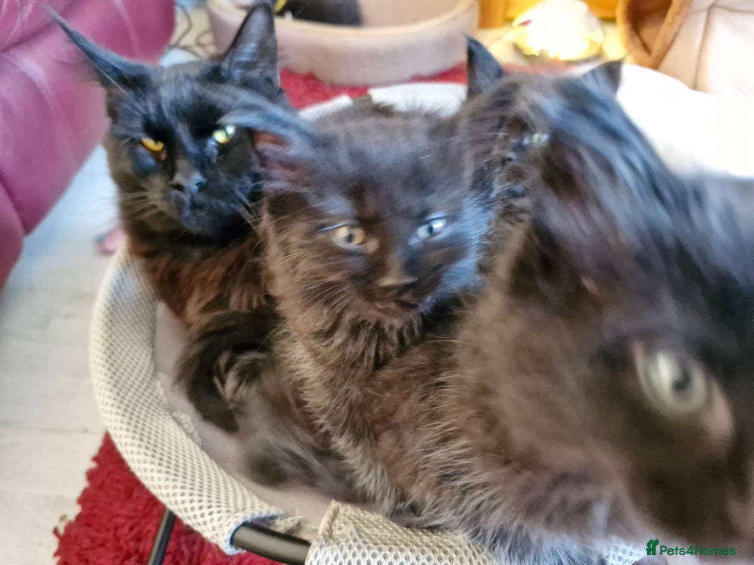 Mixed Breed cats for sale: Ragdoll x maincoon - Image 11