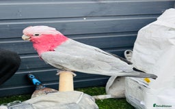 Cockatoo birds for sale: Cockatoo gala tamed lovely parrot  - Image 1