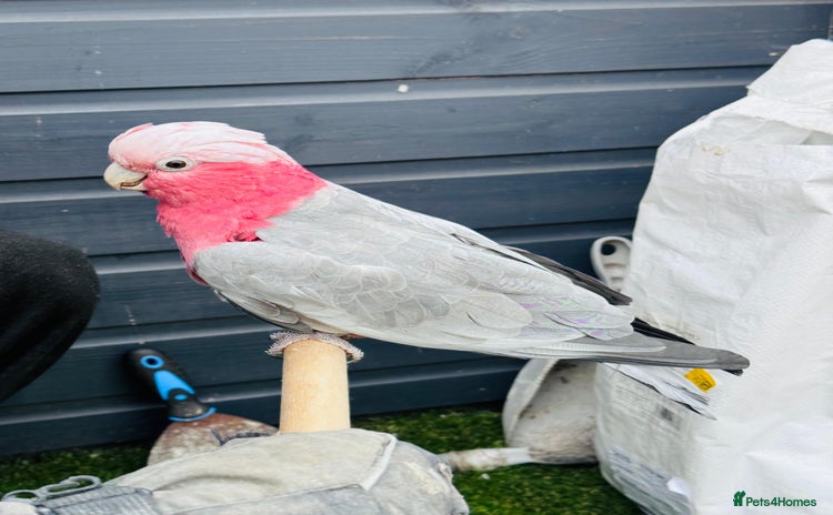 Cockatoo birds - Advert 4