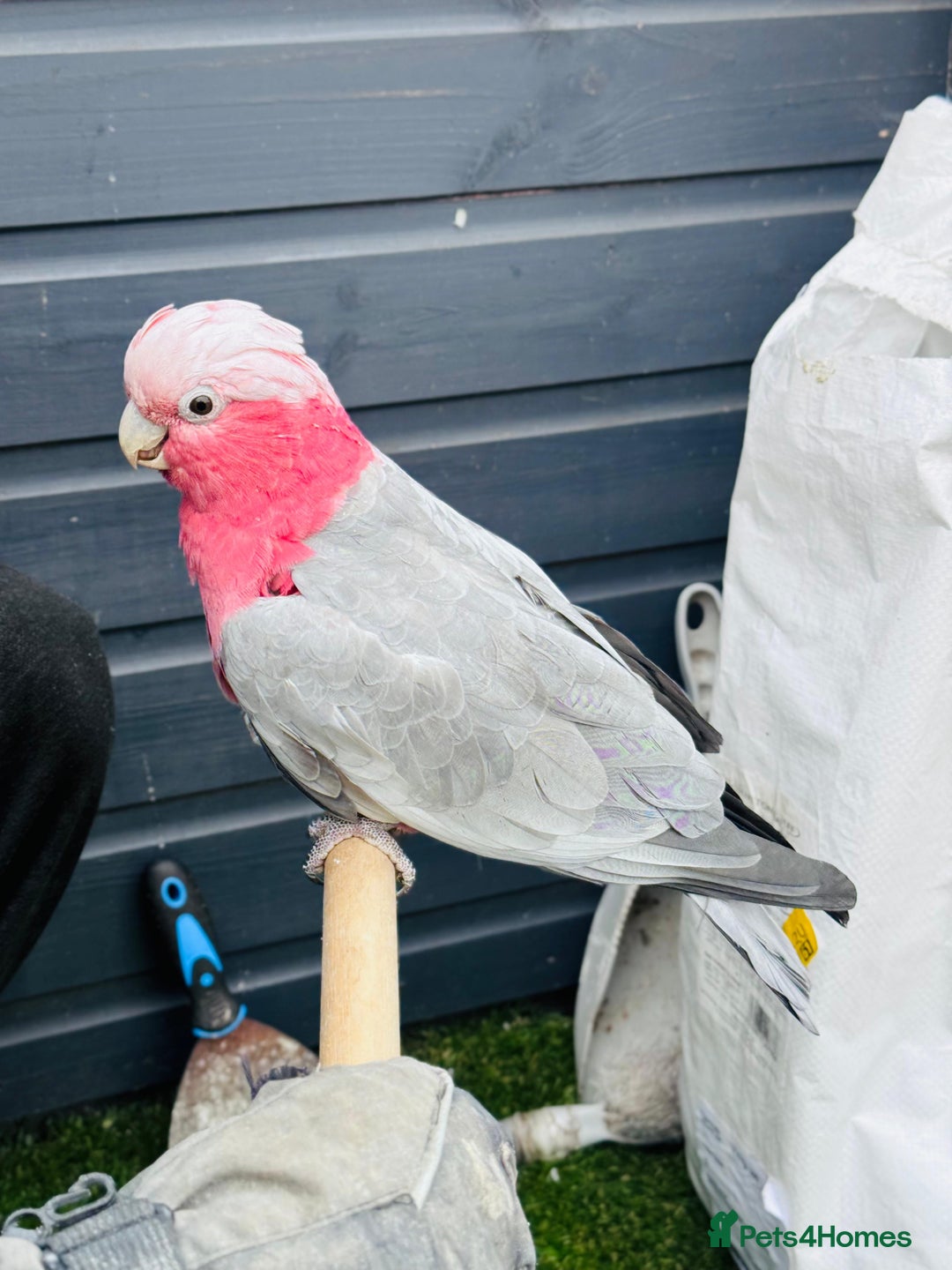 Cockatoo birds for sale: Cockatoo gala tamed lovely parrot  - Image 1