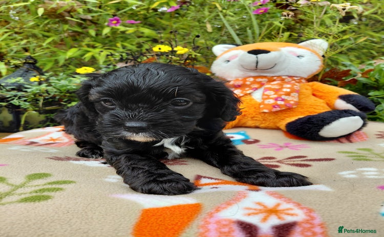 Cavapoo dogs - Advert 2