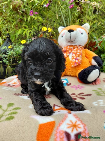 Cavapoo dogs - Advert 2