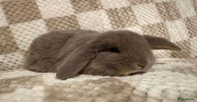 French Lop rabbits - Advert 1