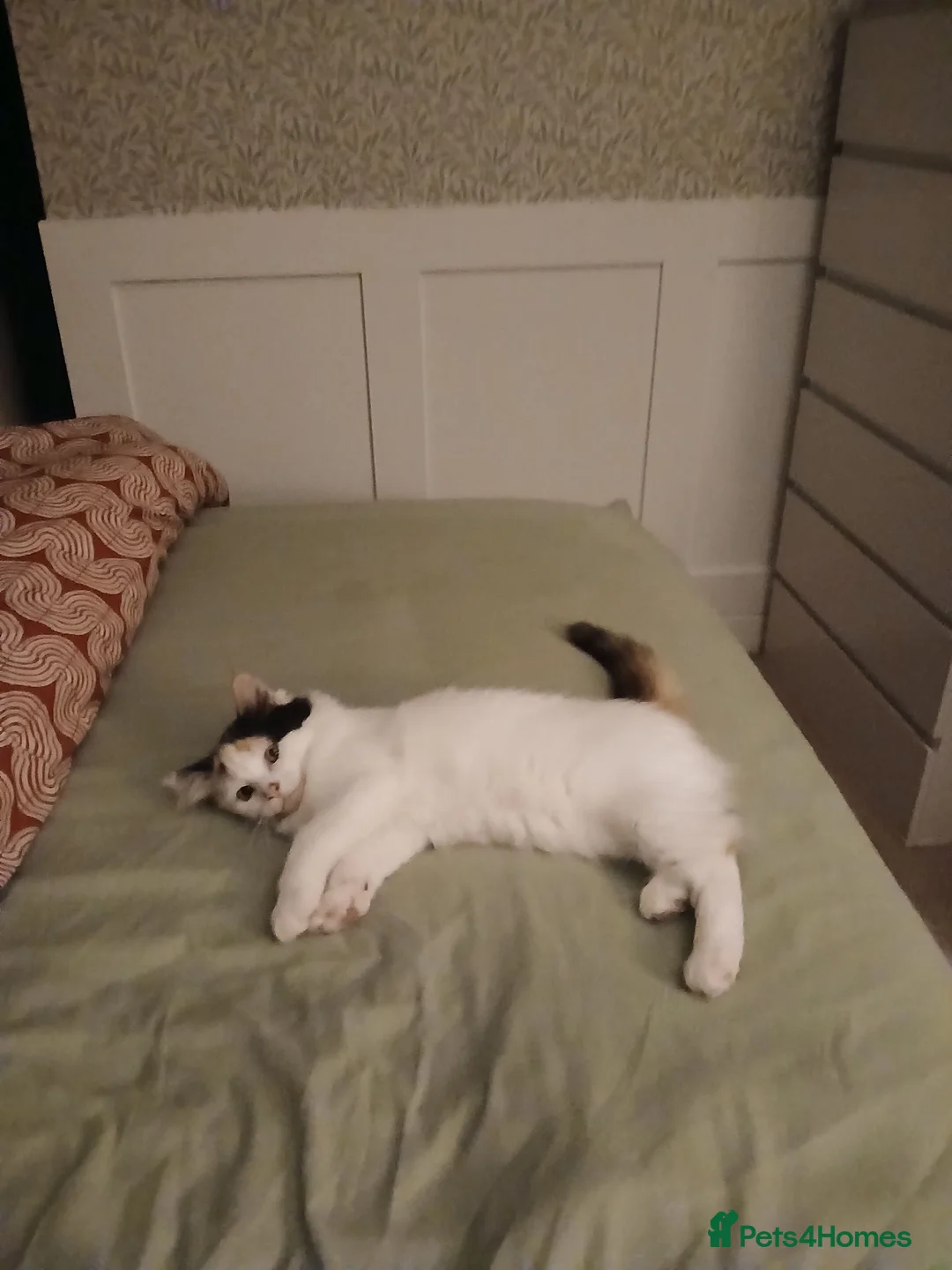 Mixed Breed cats for sale: Female kitten seeking new home  - Advert 25