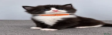 Kitten 1 orange collar