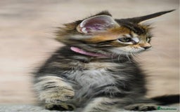 Maine Coon cats for sale: 🥇 5 Generation Pedigree - TICA registered  🌟 - Advert 15