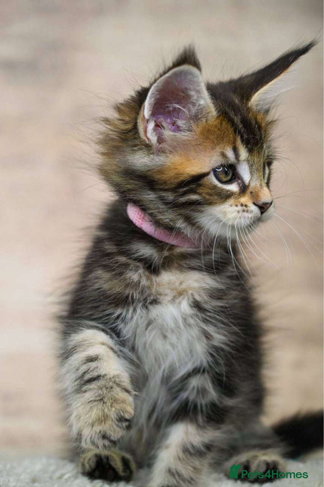 Maine Coon cats for sale: 🥇 5 Generation Pedigree - TICA registered  🌟 - Advert 15