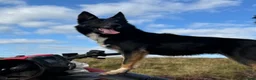 Border Collie dogs for sale: ISDS registered Border Collie pups - working/trial - Advert 10