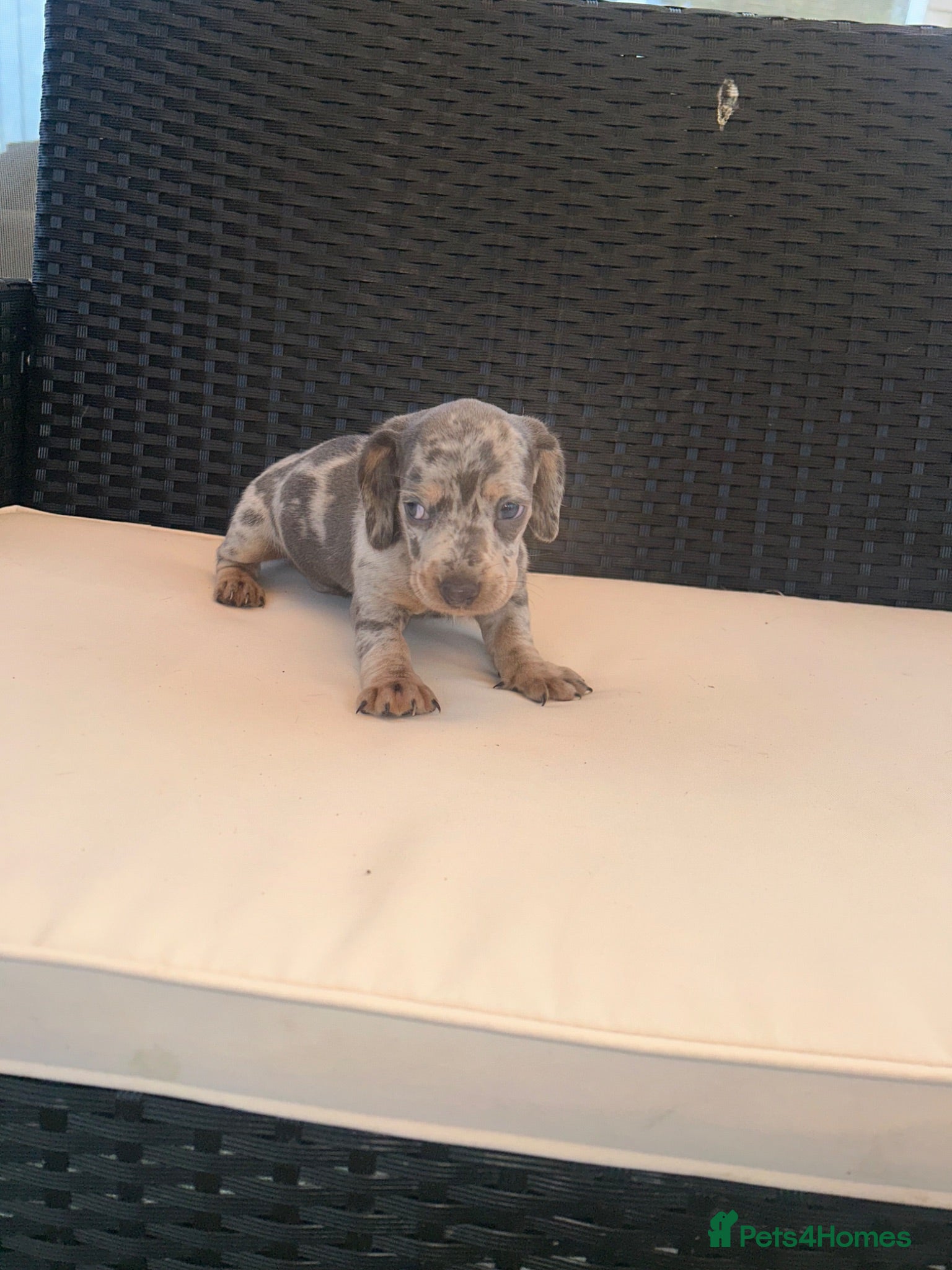 Miniature Dachshund dogs Miniature Dachshund Puppies - Advert 2