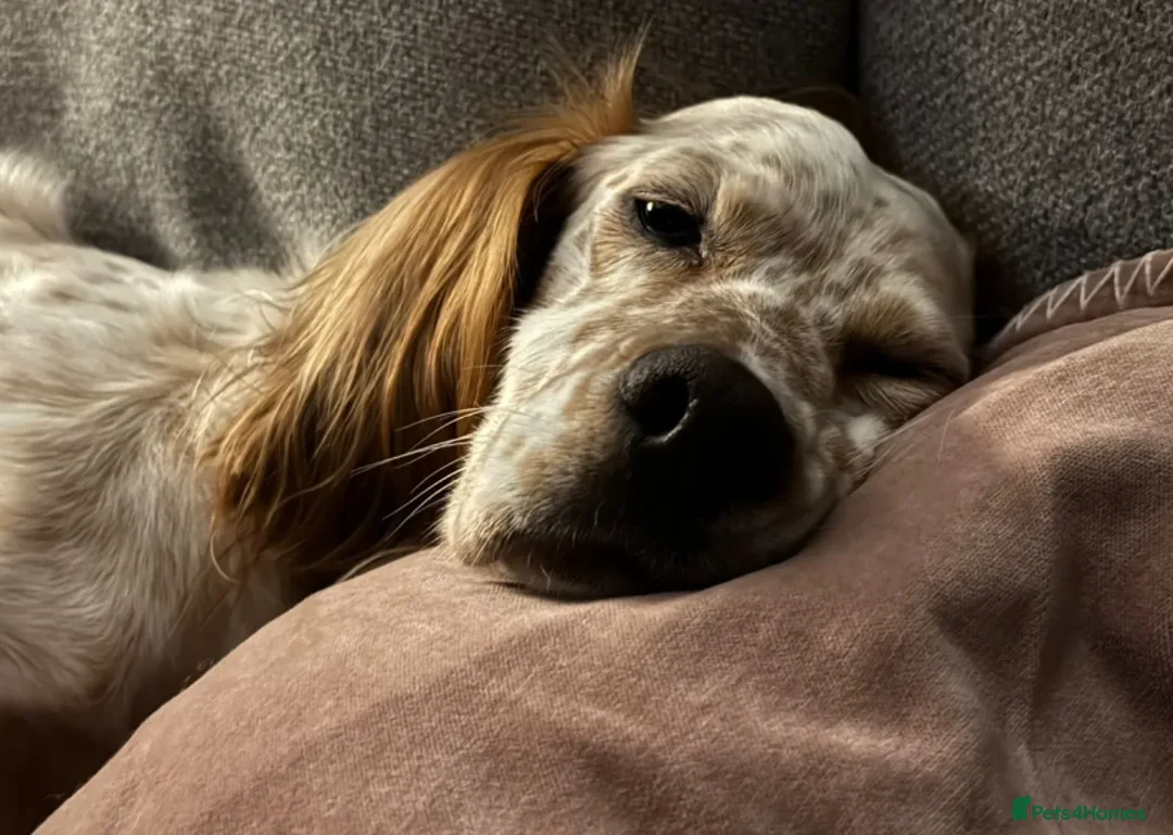 English Setter dogs for adoption: Pecas - Advert 7