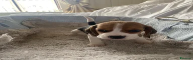 Beagle 5