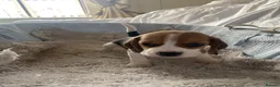 Beagle dogs for sale: KC Reg Pure Pedigree champ Beagle  - Advert 37