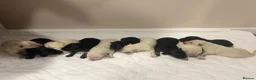 German Shepherd dogs for sale: German Shepherd Puppies, straight backed.  - Advert 1