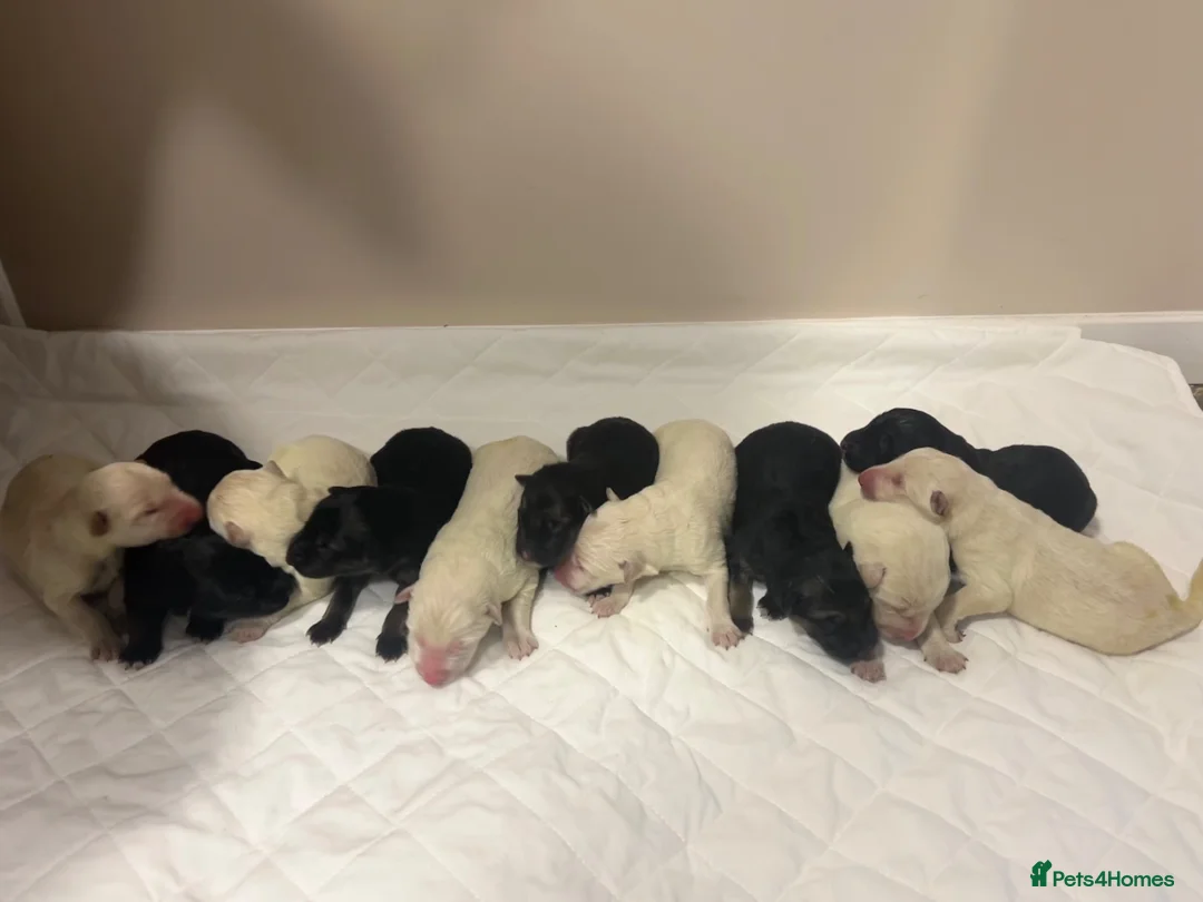 German Shepherd dogs for sale: German Shepherd Puppies, straight backed.  - Advert 1