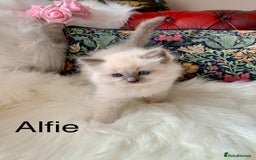 Ragdoll cats for sale: Beautiful champion lines purebred Ragdoll kittens - Image 9