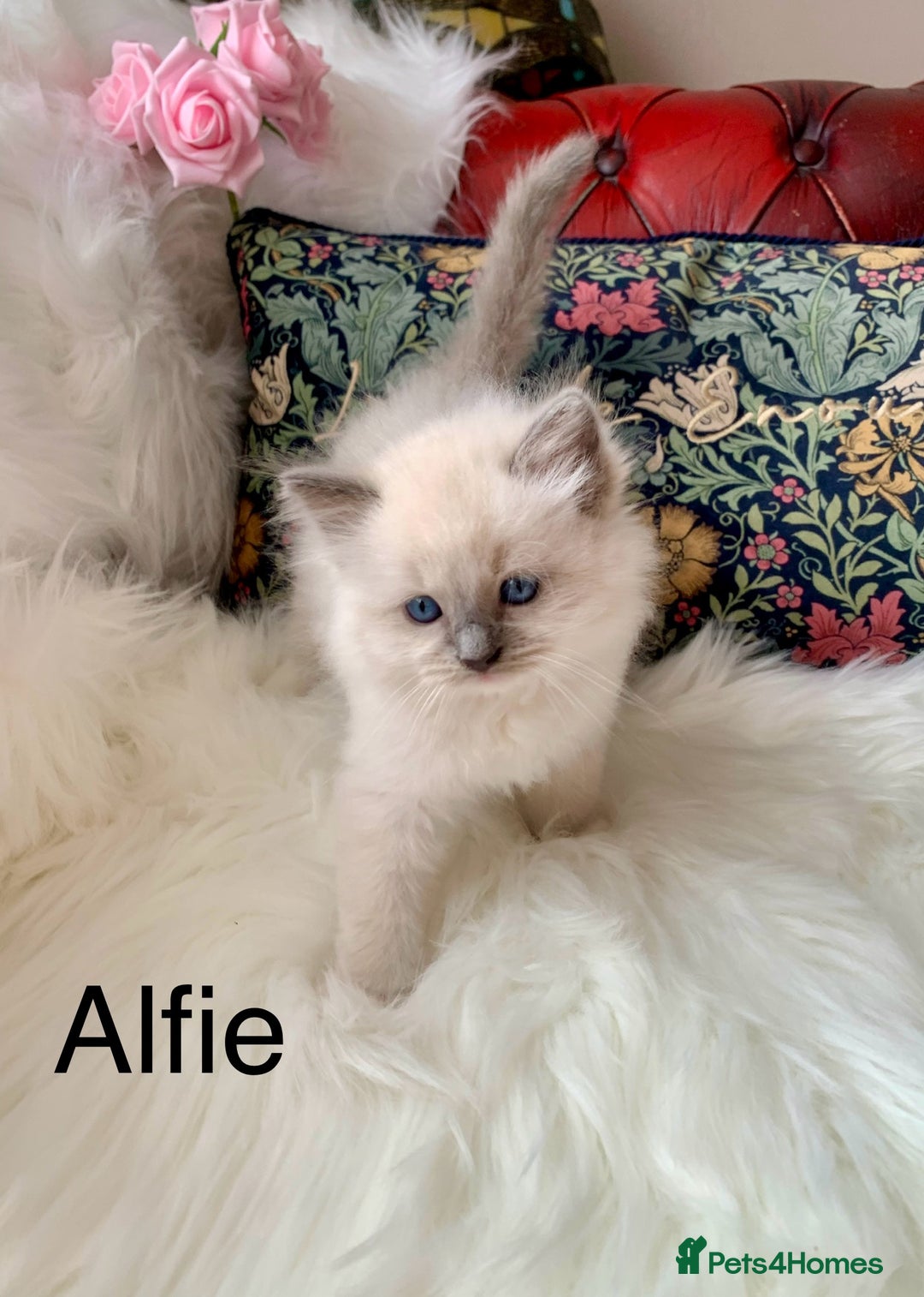Ragdoll cats for sale: Beautiful champion lines purebred Ragdoll kittens - Image 9