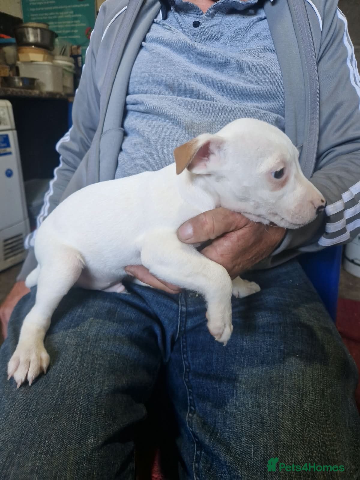 Jack Russell dogs Parson jack russles 2 boys left ready in 1 weeks  - Advert 2