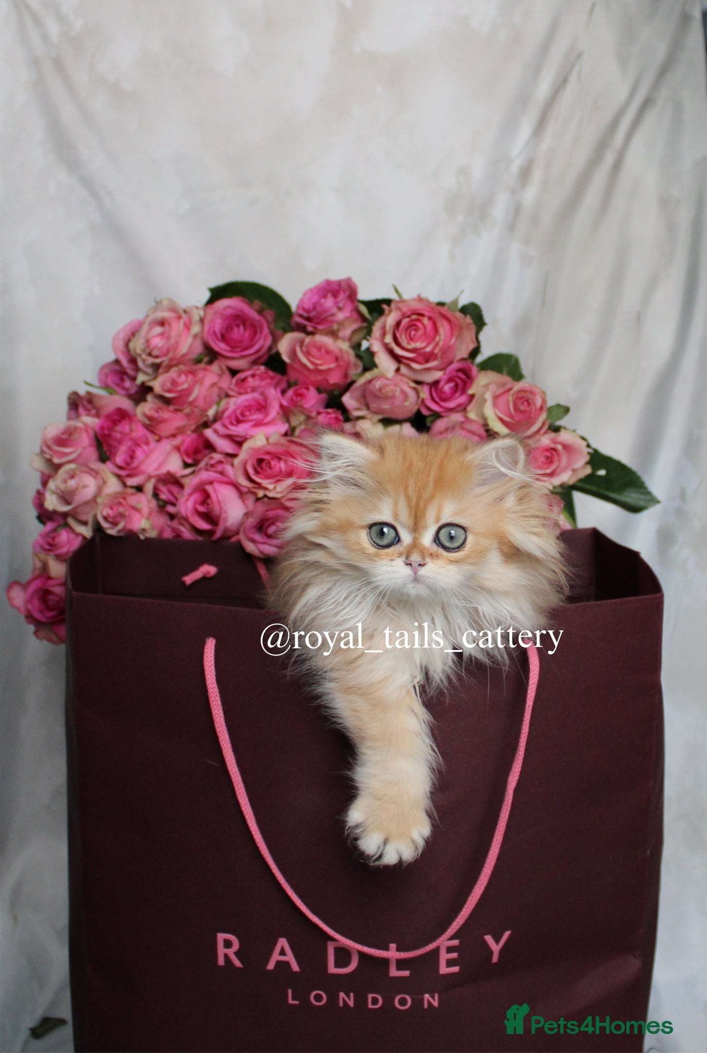 British Longhair cats Cuddly British Longhair boy - Advert 7