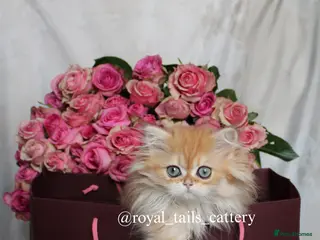 British Longhair cats Cuddly British Longhair boy - Advert 7