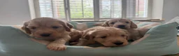 Cockapoo dogs for sale: Cockapoo F1B male puppies for sale  - Advert 5