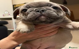 French Bulldog dogs for sale: French bulldog puppy’s  - Image 17