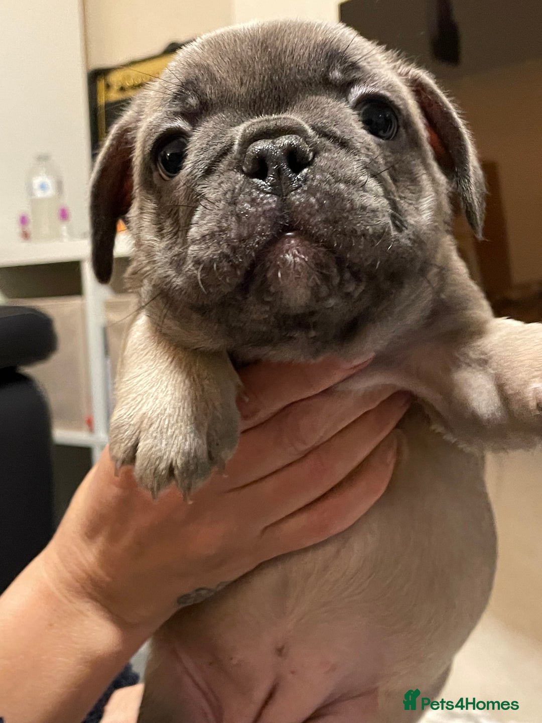 French Bulldog dogs for sale: French bulldog puppy’s  - Image 17