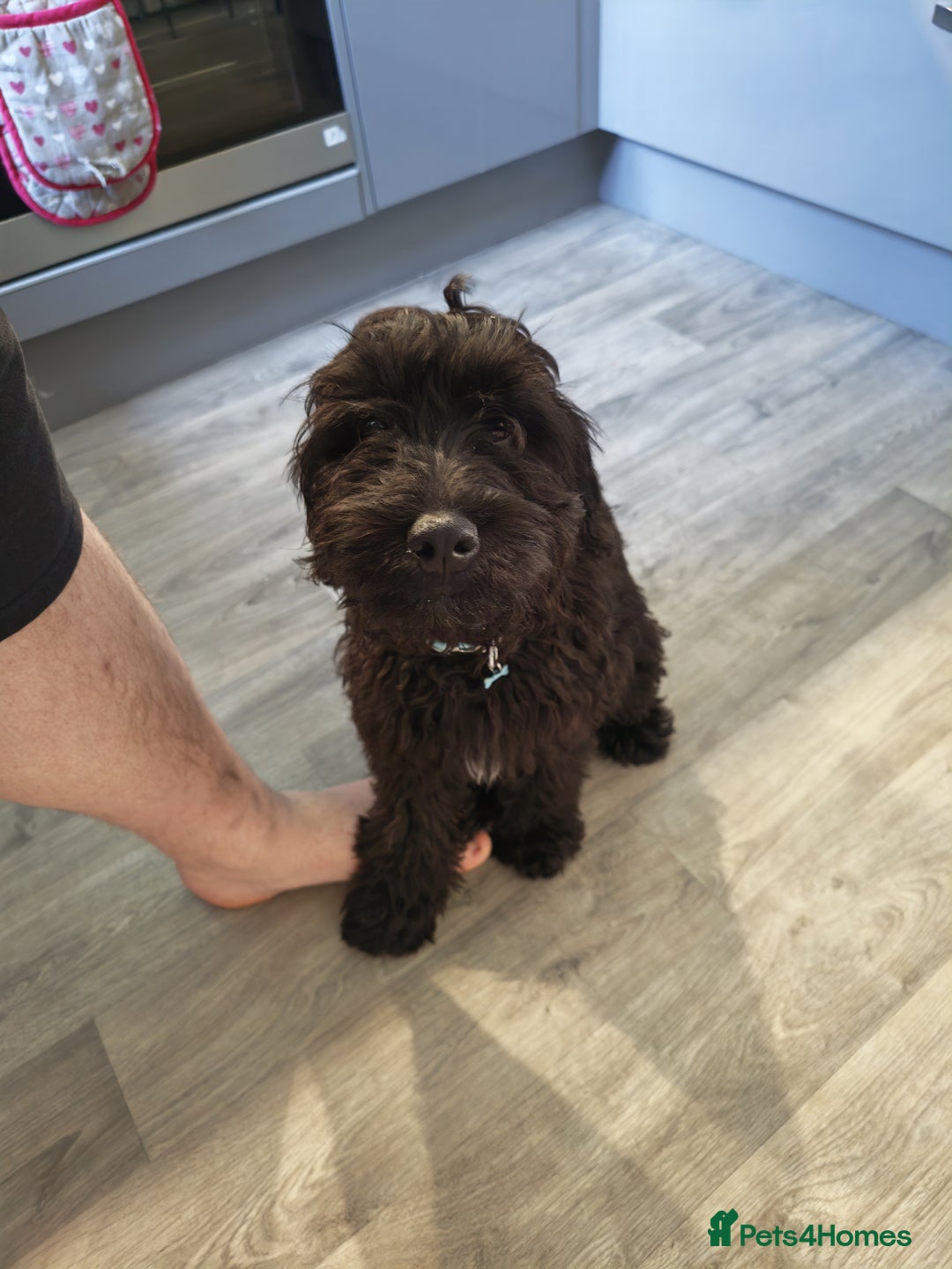 Cockapoo dogs for sale: 5 Month Old CockerPoo - Advert 3