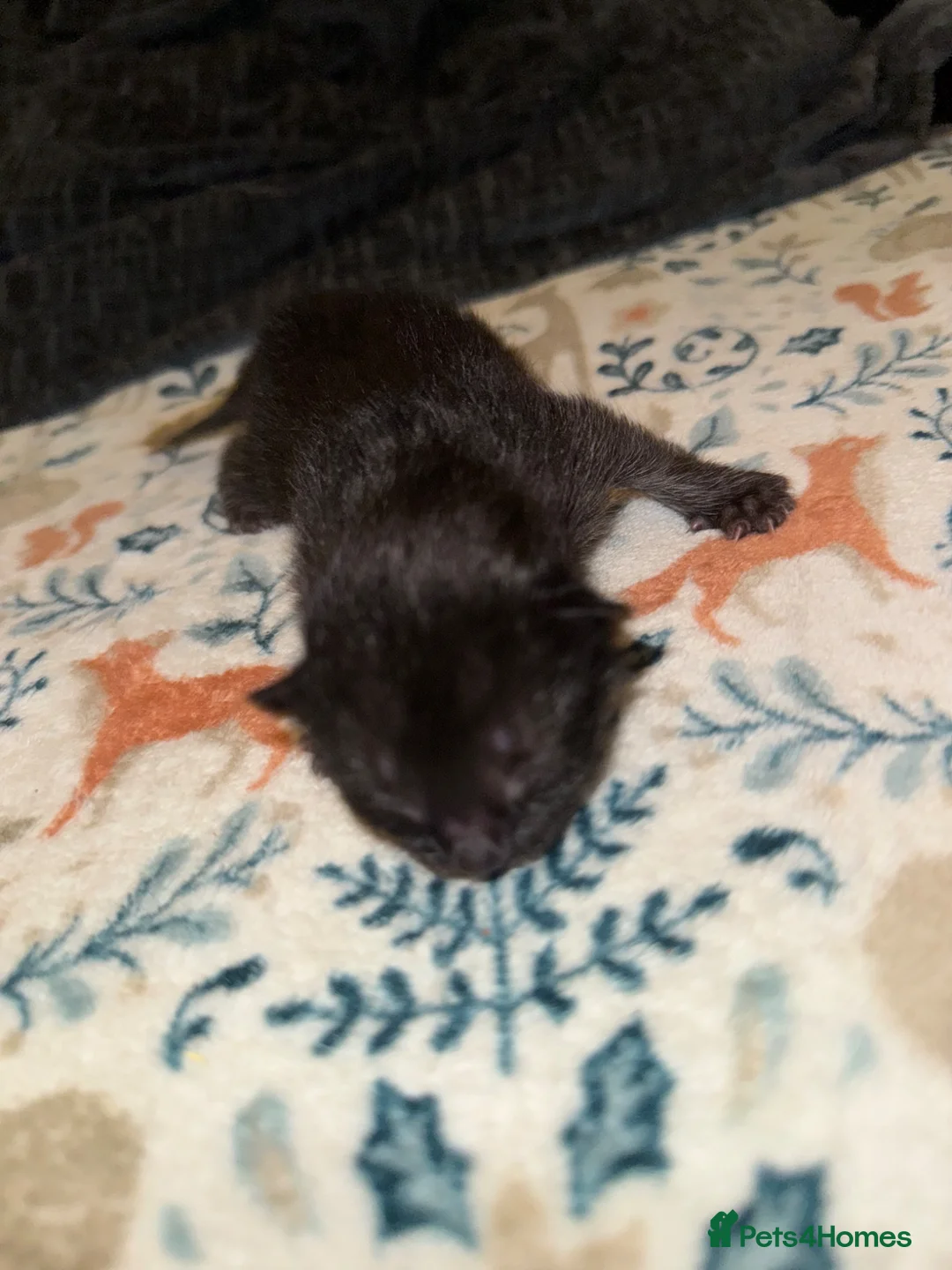 Mixed Breed cats for sale: 4 beautiful kittens  - Advert 2