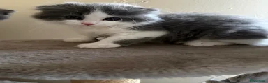 Scottish Fold 4
