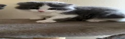 Scottish Fold cats for sale: 4 Beautiful Scottish Fold Kittens  - Advert 5