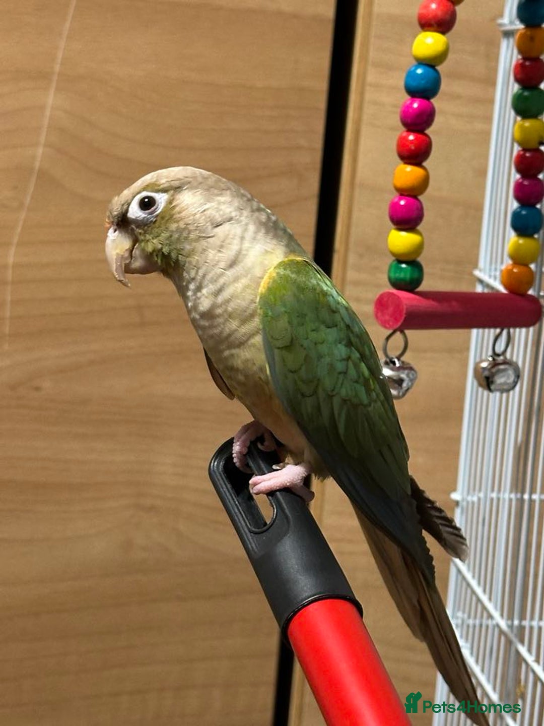 Conures birds for sale: Young turquoise pineapple conure  in London - Image 4