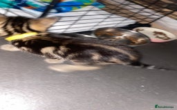 Bengal cats for sale: Litter of five stunning bengal/tabby mix kittens  - Image 17