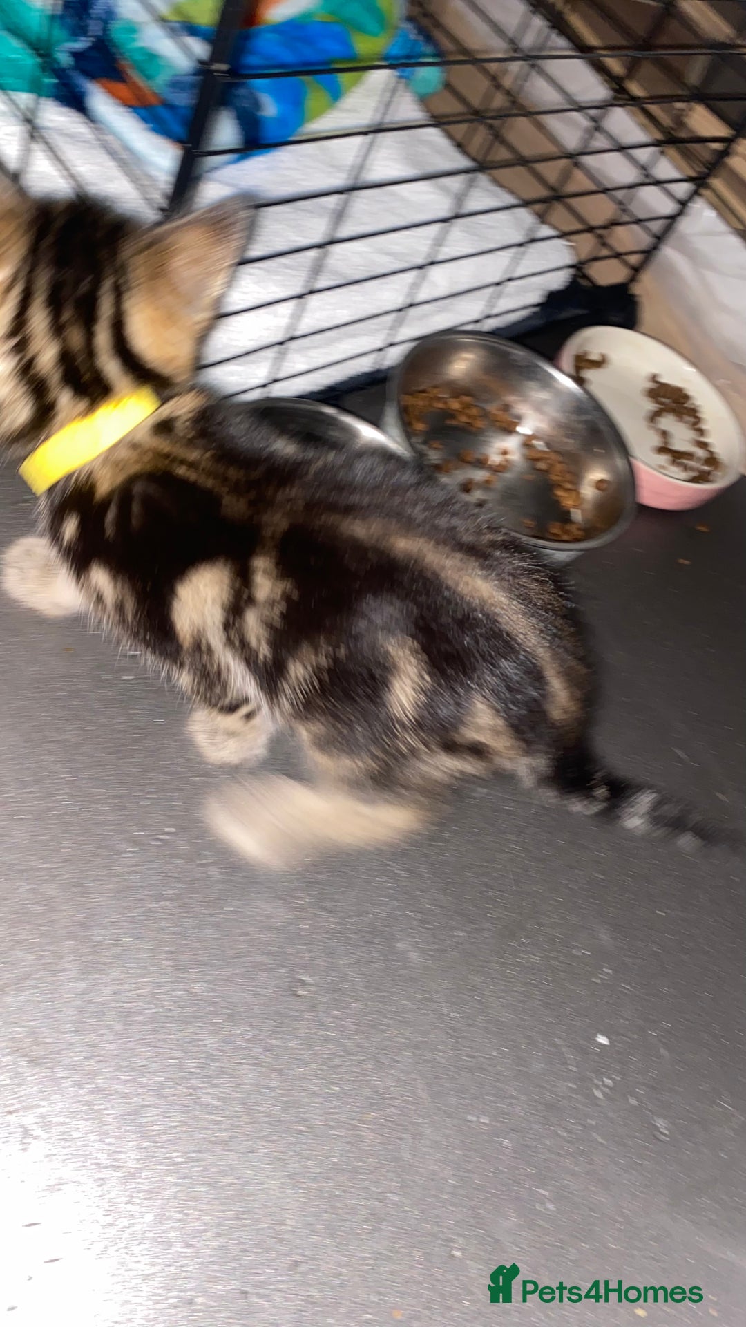 Bengal cats for sale: Litter of five stunning bengal/tabby mix kittens  - Image 17