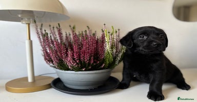 Labrador Retriever dogs - Advert 9
